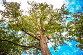 Best Tree and Shrub Care  in Ware Shoals, SC